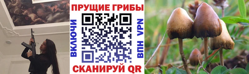 Галлюциногенные грибы Psilocybine cubensis  хочу наркоту  Долгопрудный 