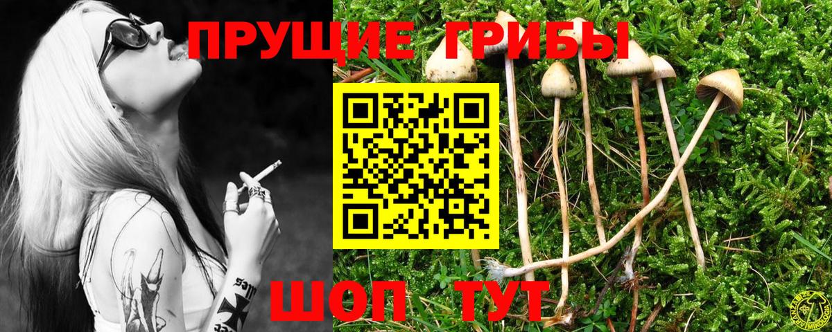 Псилоцибиновые грибы Psilocybine cubensis Долгопрудный
